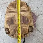 للبيع سولكاتا انثى