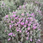 اشجار كبيرة و نقل اشجار