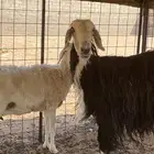 غنم للبيع بحائل السليمي