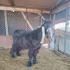 تبس فحل عارضي مشروط