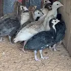صوص رومي