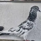 جوز باكستاني