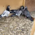 طبات حمام باكستاني