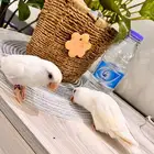 طيور زينه روز