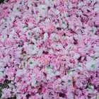 عرض أدهان جملة