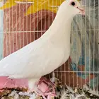 جوز زاجل ابيض سباق معهم فرخ وبيض