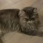 قط للتبني