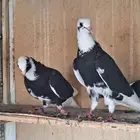 حمام قطيفي درع طيبات