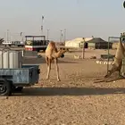 حاشي لباني طايش