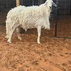 فحل حري احرش فاخر