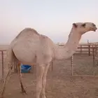 قعود طيب للبيع