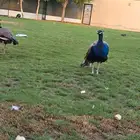 طاووس هندي للبيع