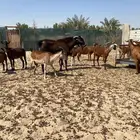 معزاء جنوبيه مراح واحد خوات بعض وأسنان متفاوته