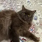 قطه شيرازي لتبني مع جميع اغراضهاحنونه