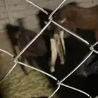 تيوس ثنين للبيع