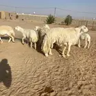 فحل حري صنف