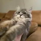 قطط شيرازي للتبني   حنونه وشعرها كثيف
