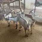 تيوس وخرفان صغيره لبانيه حريه