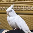 طائر الكوكاتيل