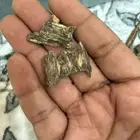 عود هندي جبلي