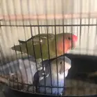 Rose bird for sell