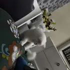 قط للتبني العمر