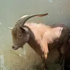 ماعز قزمي فحل ممتاز ماشاءالله تبارك الله