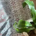 سجاد انيق تصميم كلاسيك راقي