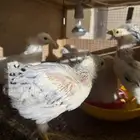 فروخ لوهمان
