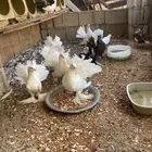 أزواج حمام رقاصي للبيع على السوم