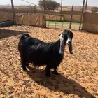 عنز عارضية خصم
