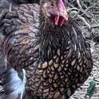 وايندوت عملاق سبرت منوة