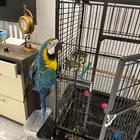 Macaw and big cage for Sale ببغاء مكاو مع قفص كبير للبيع