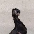 فردتين كوري