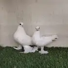 برلين