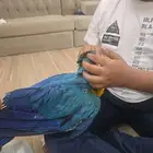 فرخ مكاو