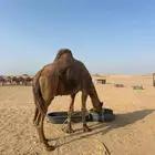 جمل احمر للبيع
