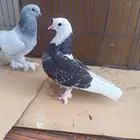 جوز تركي