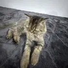 قطه مفقوده حصلتها بشقراء