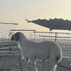 خروف عربي ابيض و تيوس عوارض شرط القريع