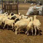 خرفان بلدي تربية 16
