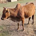 بقره وحسيلها
