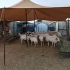 الباحة معشوقة