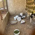 أزواج حمام رقاصي للبيع على السوم