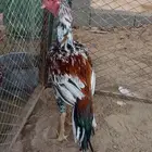 دجاج سندي غبشاني