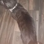 قطه انثى للتبني
