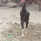 دجاج باكستاني