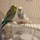 طيرين بادجي