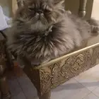 قط بيكي فيس للتبني