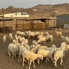 رخال وطليان حري